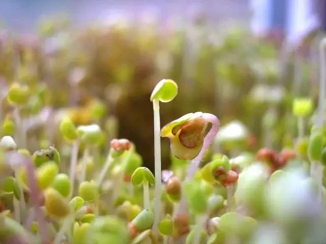 Les graines germées : Quésaco