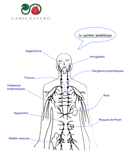 Les organes du système lymphatique - L'Amie naturo