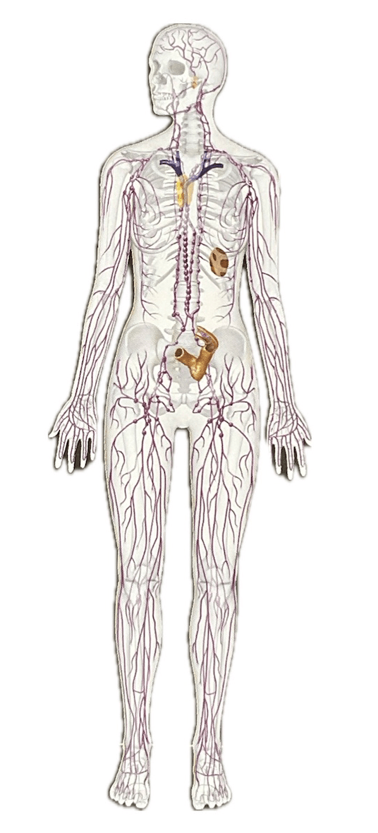 A quoi ressemble le système lymphatique - lamienaturo