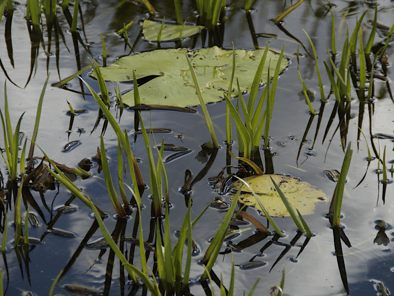 Système lymphatique encrassé est semblable à un marécage - L'Amie naturo